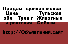    Продам  щенков мопса › Цена ­ 18 000 - Тульская обл., Тула г. Животные и растения » Собаки   